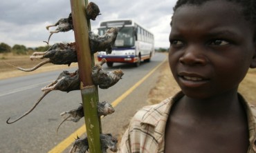 a-young-boy-sells-boiled-rats-on-the-side-of-the-road-in-malawis-capital-lilongwe