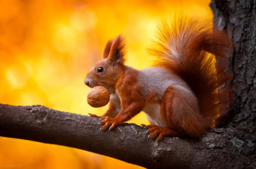 Amzing-Cute-Animal-Facts1