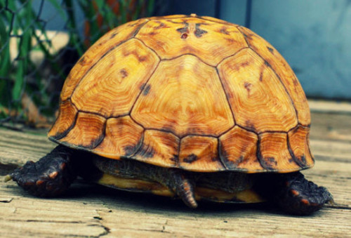 Amzing-Cute-Animal-Facts3