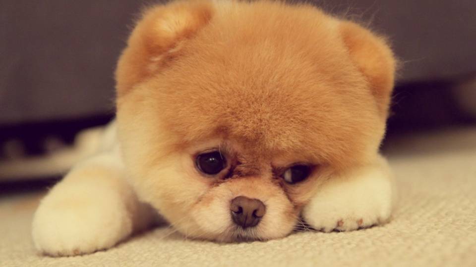 Boo-The-Cutest-Dog-In-the-World - Parhlo