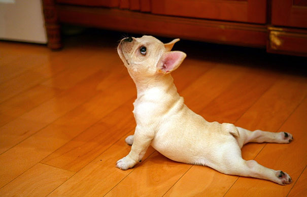 Dog Doing Yoga