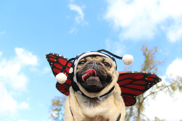 Puggerfly__605