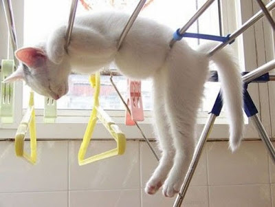 cats_chillin_01