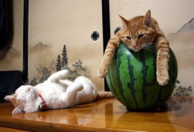 cats_chillin_04