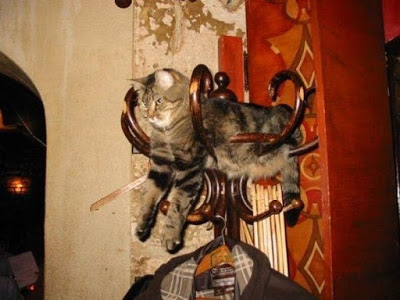 cats_chillin_05