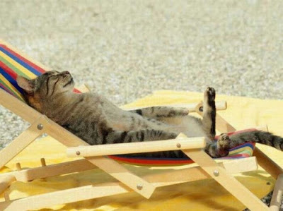 cats_chillin_06