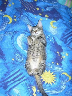 cats_chillin_09