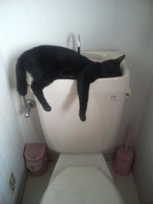 cats_chillin_13
