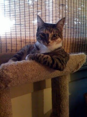 cats_chillin_16