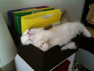 funny cats, Cute Cats, Funny poses, Cats cilling, Cats