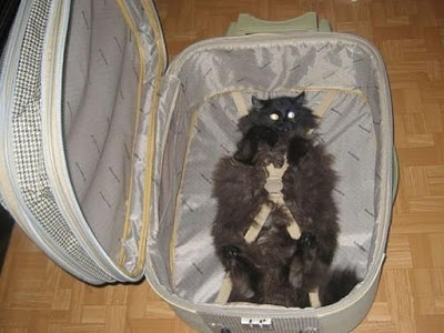 cats_chillin_19