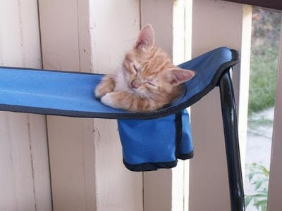 cats_chillin_20