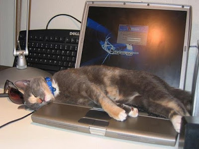 cats_chillin_25