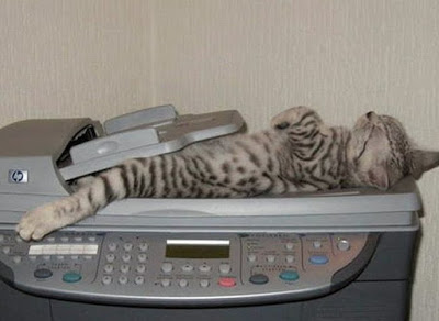 cats_chillin_26