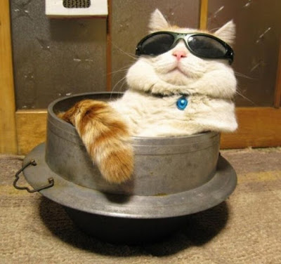 cats_chillin_28