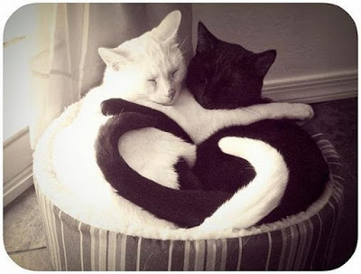 cats_chillin_31