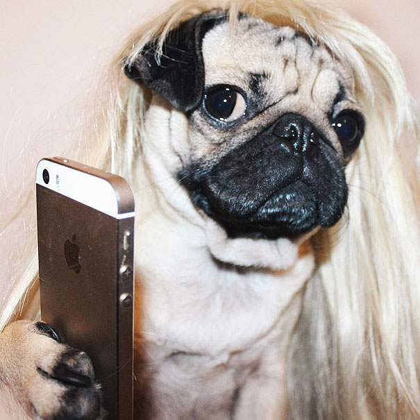 doug-pug-leslie-1
