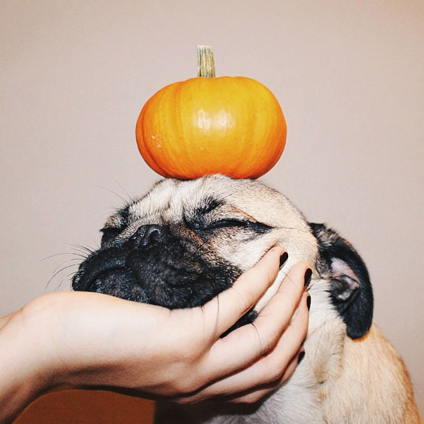 doug-pug-leslie-2
