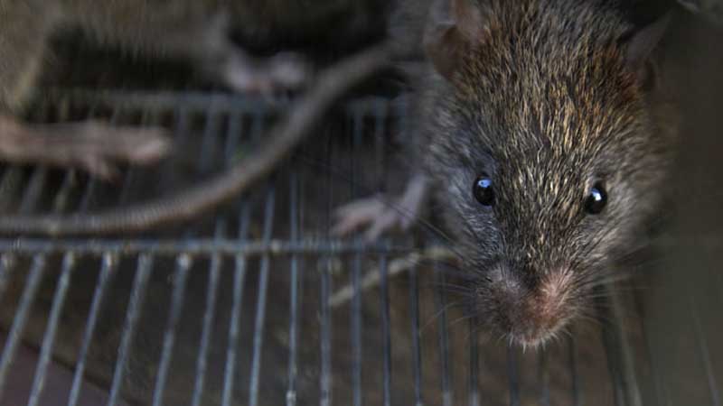 New York City’s rats are hosts, New York City’s rats are hosts to at least 18 new viruses, viruses, New York City, Animals, Health, Medicine, Security, USA, USA News, World News