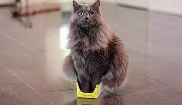 Funny, Viral, Humor, Natural, Funny Places, Animals, Funny Animals, Cats, Cute Animals, Cute