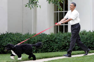 Obama-walks-Bo.jpg.w300h200