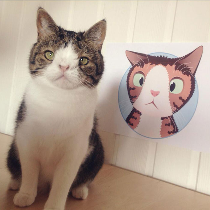 cute-cat-without-nosal-bone-monty-14