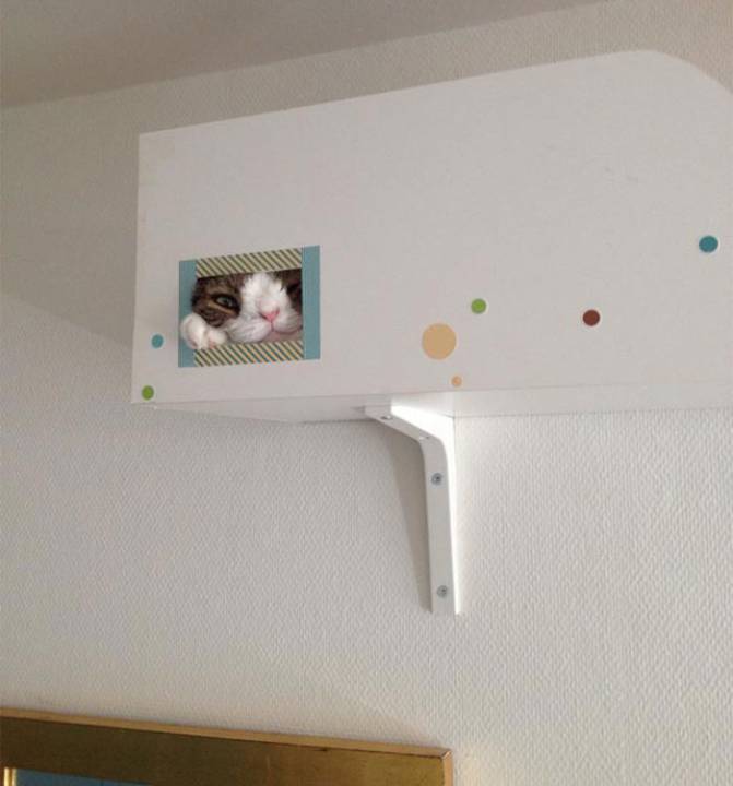 cute-cat-without-nosal-bone-monty-17