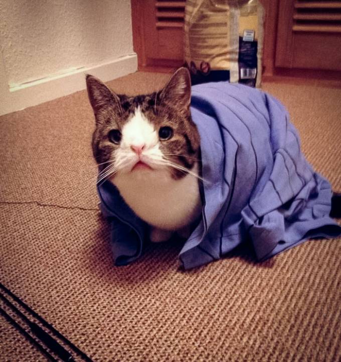 Cat, Cute Cat, Viral, Humor, Funny cat,