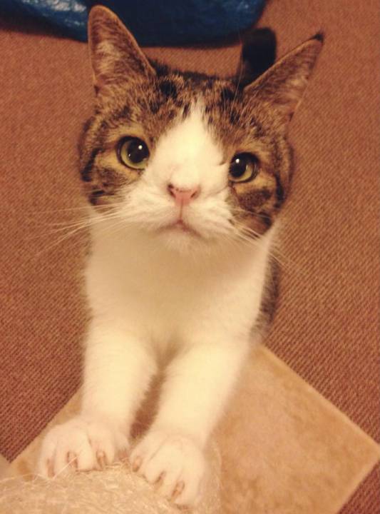 cute-cat-without-nosal-bone-monty-2