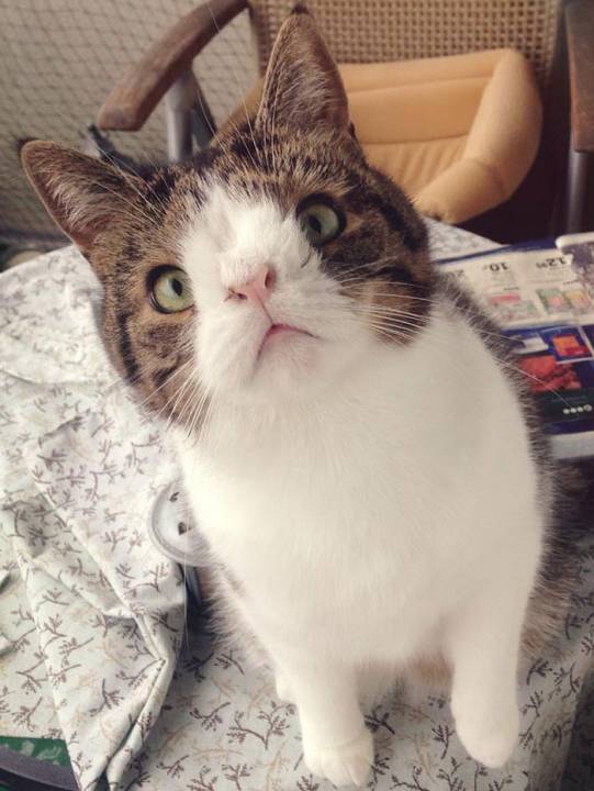 cute-cat-without-nosal-bone-monty-4