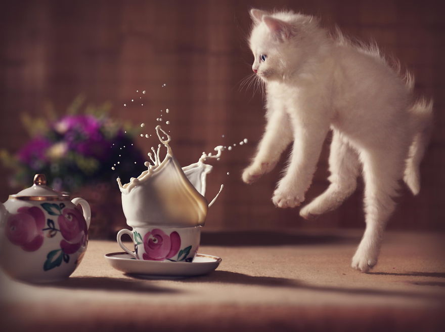 Cats, Cute Cats, Funny Cats, Jumping Cats, Cats Ninjas, Viral