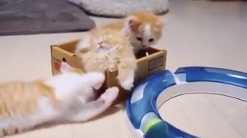 Funny Cats, Cats, Cats videos, Viral Videos,