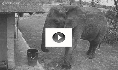 elephant-throwing-garbage-in-dustbin-parhlo.com