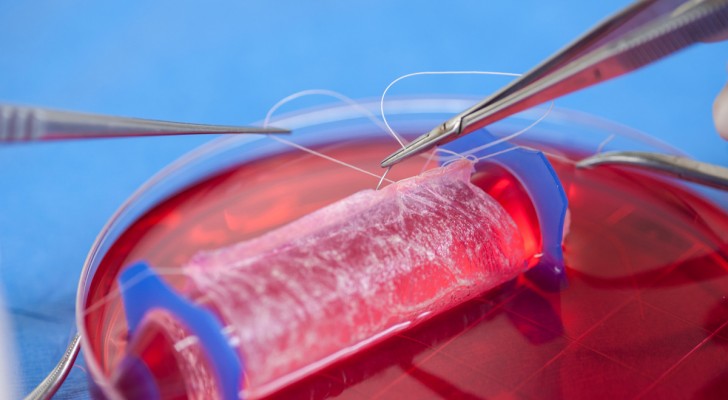 lab-developed-vagine-parhlo.com