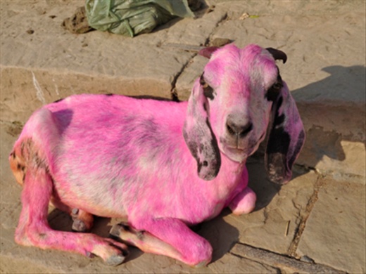 pink_goat