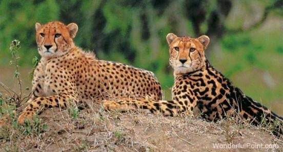 ayubia national park