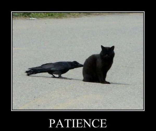 patience-parhlo