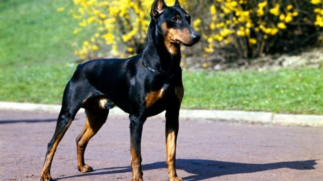 top five most dangerous dogs