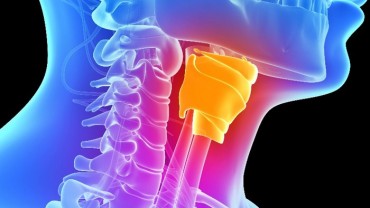 vocal chords