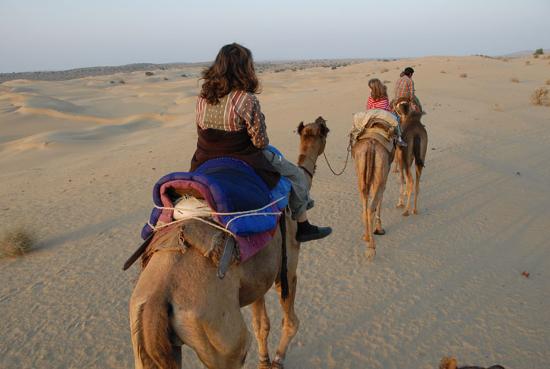 camel-safari