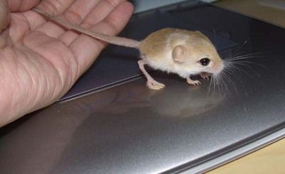Source: yumtoyikes.com