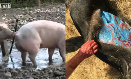 pig