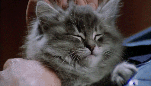 635907612679778016-1056824867_head-massage-cat-1