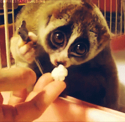 Slow_Loris