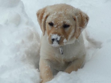 cute-boxer-puppy-in-snow