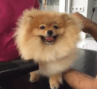 giphy