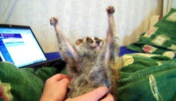 sonya-the-slow-loris-loves-being