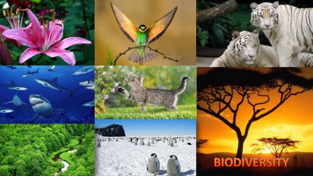 Why Species Extinction Is Your Problem Too