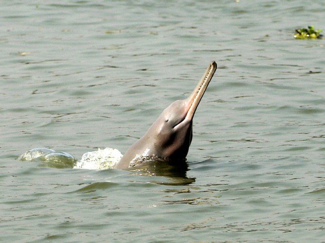 blind dolphin