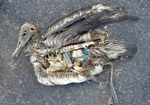 Why Species Extinction Is Your Problem Too